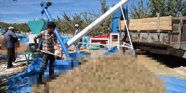 ‘Verim alamazsın’ dediler şimdilerde ağaç dallarından fışkırıyor