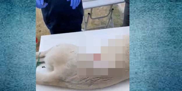 Veteriner hekim Salih Kayabaşı meslekten men edildi mi?