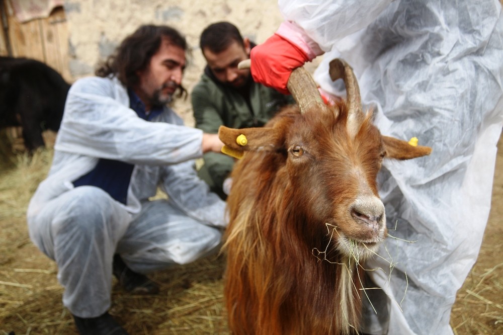 Veteriner hekimler, yaralı hayvanlar için seferber oldu 