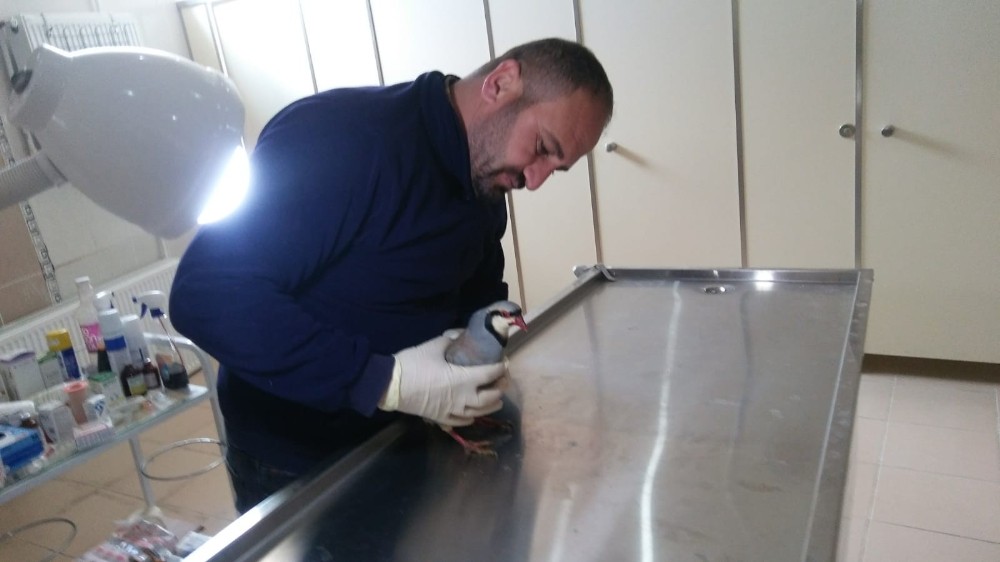 Veteriner hekimleri yaralı hayvanları kurtarmaya devam ediyor 