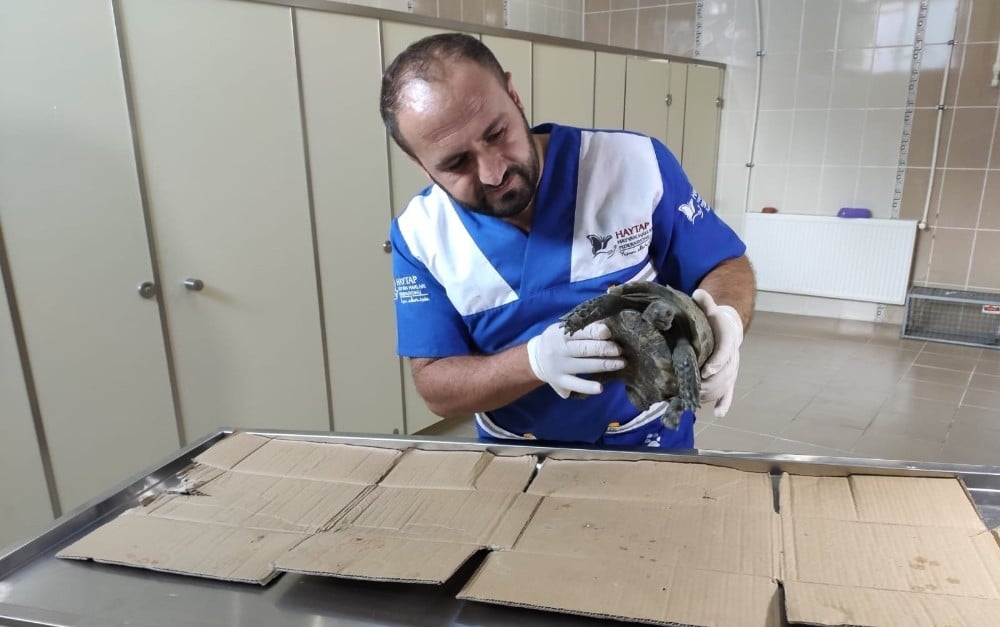 Veterinere getirilen kaplumbağa sağlam çıktı 
