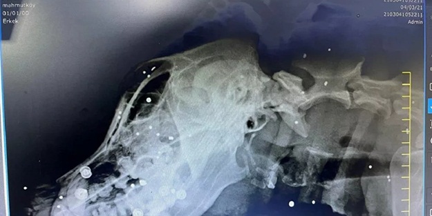 Veterinere götürülen köpeğin vücudunda yüzlercesi çıktı! Hedef tahtası yapmışlar