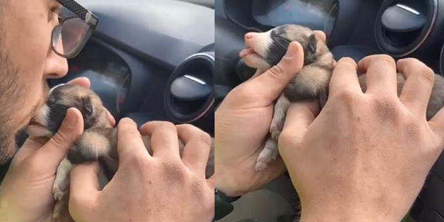 Veterinerin zamanla yarışı! Ölü doğan yavru köpek kalp masajı ve suni teneffüsle hayata döndü
