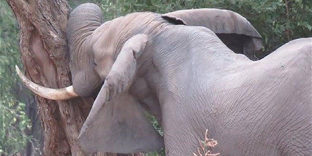 Acısını dindirmek için kafasını ağaca vuran fil