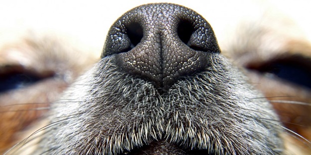 Veterinerleri işten çıkardı! CHP’li Beşikçioğlu köpeklere söz verdi