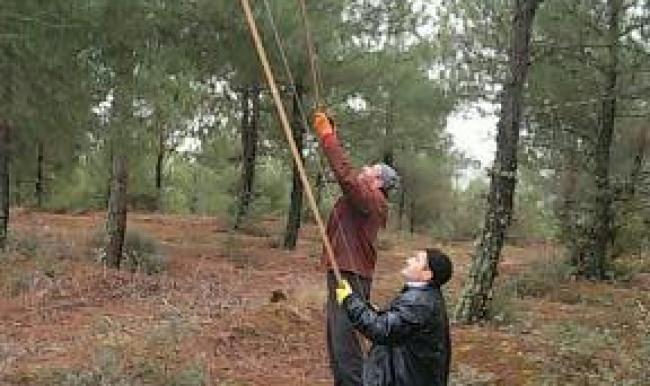 Vezirköprü Ormanlarında Böcek Operasyonu