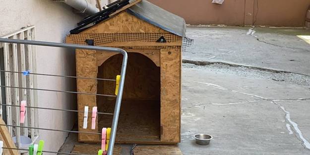 Vicdanları kanatan görüntü! Doktorun köpeğe şiddeti kamerada