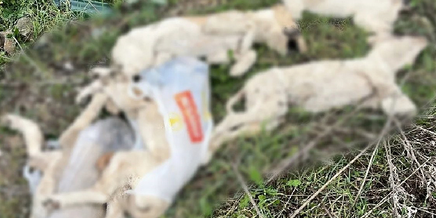 Vicdanları sızlatan manzara! Yolda ölü köpekler bulundu