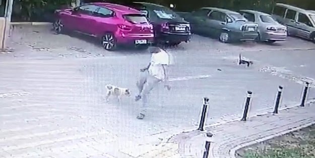 Vicdansız adam yolda duran köpeğe tekme attı!