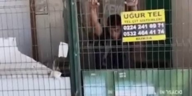 Vicdansız hırsız köpeğe böyle şiddet uyguladı