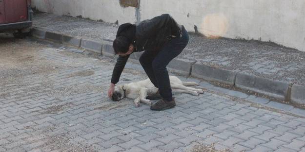 Vicdansız sürücü köpeği ezip yoluna devam etti
