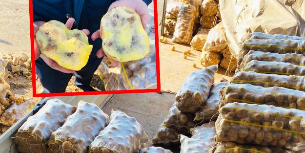 Vicdansızlar! 20 ton çürümüş patatese el konuldu