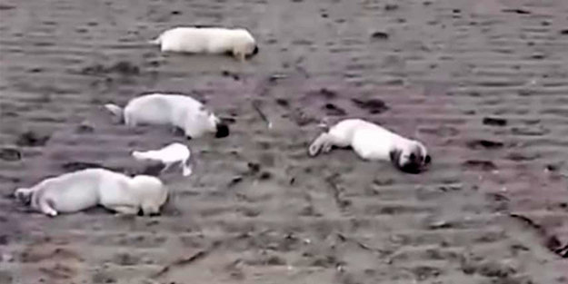 Vicdansızlar! Annesi zehirlenen yavru köpeğin süt içmeye çalışması yürekleri sızlattı