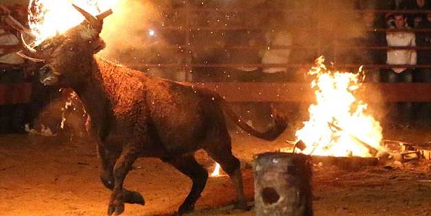 Vicdansızlar boğayı can canlı yaktı