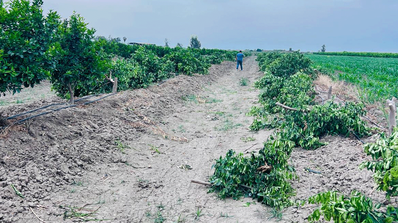 Vicdansızlar: Gece yarısı 460 mandalina ağacını kestiler