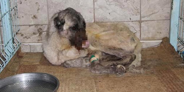 Vicdansızlar, köpeğin başına kezzap döküp kulaklarını kestiler