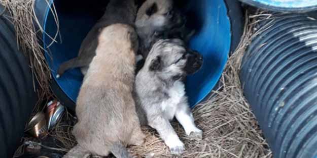 Vicdansızlar! Köpek ve kedileri öldürdüler