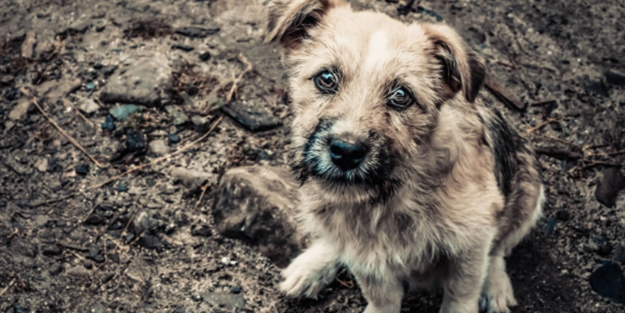 Vicdansızlar! Manisa'da ölen köpeklerin zehirlendiği ortaya çıktı