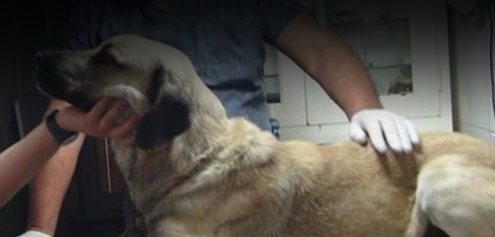 Vicdansızlar! Sokak köpeğini önce bıçakladılar ve sonra bakın ne yaptılar