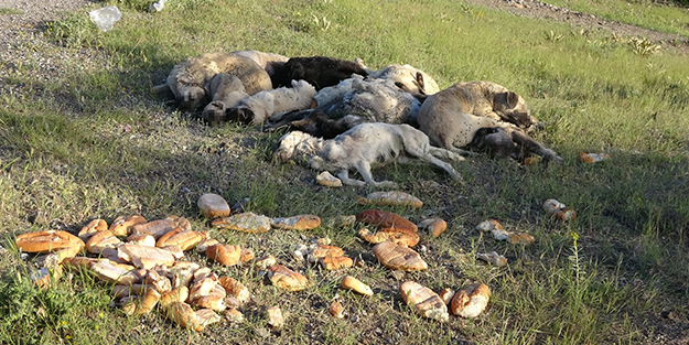 Vicdansızlar! Sokak köpeklerini toplu halde zehirleyerek öldürdüler