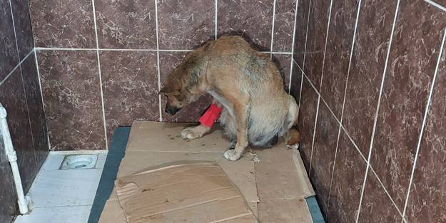 Vicdansızlar! Sokaktaki köpekleri zehirlediler