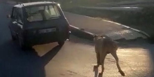 Vicdansızlığın böylesi! Köpeği metrelerce koşturdu