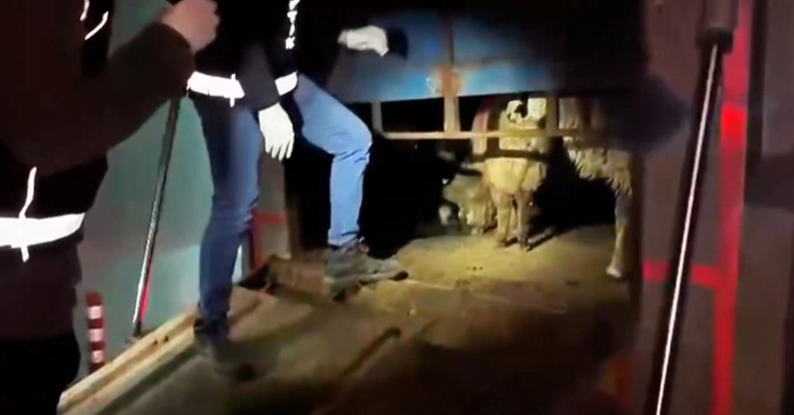 Vicdansızlığın böylesi: Uyuşturucuyu hayvanların karnına gizlemişler!