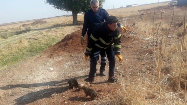 Vicdansızlığın bu kadarı pes dedirtti! Çuvala konularak...