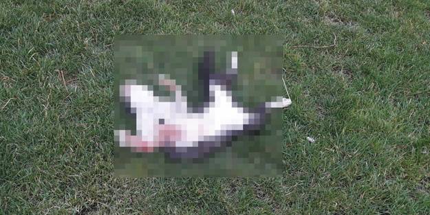 Vicdansızlık! İki kedi başı kesik halde bulundu