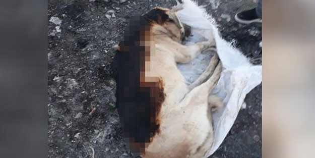 Vicdansızlık! Köpeği yaktıktan sonra çuvala koymuşlar