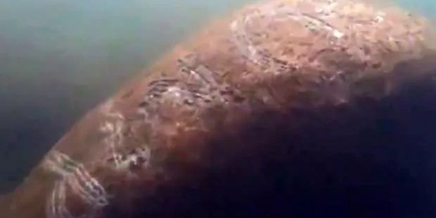 Vicdansızlık! Trump'ın adını derisine kazıdılar