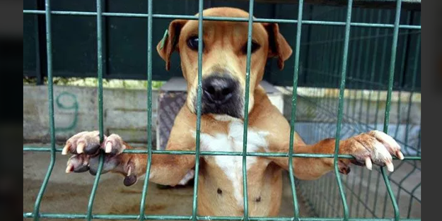 Vietnam'da tarihi gün: Kedi ve köpek kesip yemek...