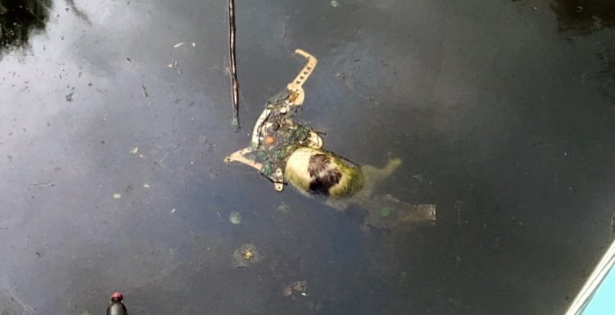 Villa havuzunda telef olmuş hayvanlar bulundu