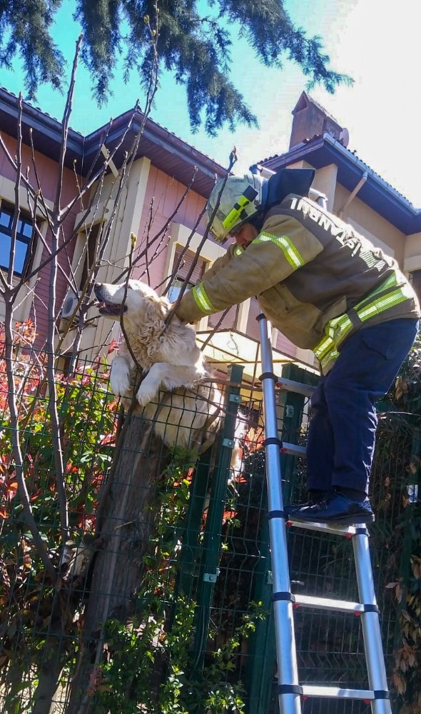 Villanın çitlerine takılan köpeğin yardımına itfaiye ekipleri yetişti 