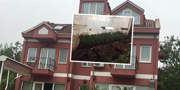 Villanın içinden uyuşturucu tarlası çıktı