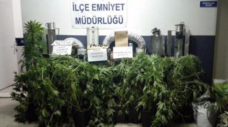 Villaya yapılan baskında 'Sihirli mantar' bulundu