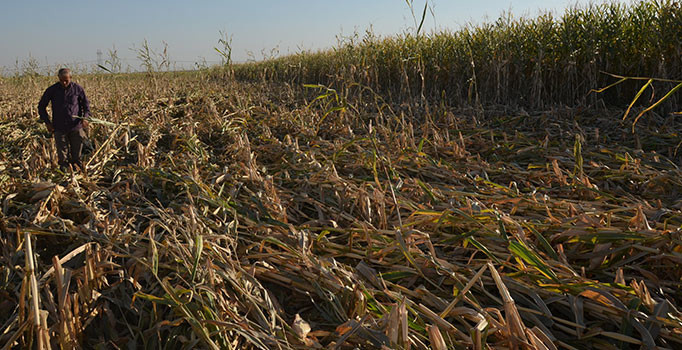Viranşehir ilçesindeki bir çiftçinin mısırları bir gecede kayboldu