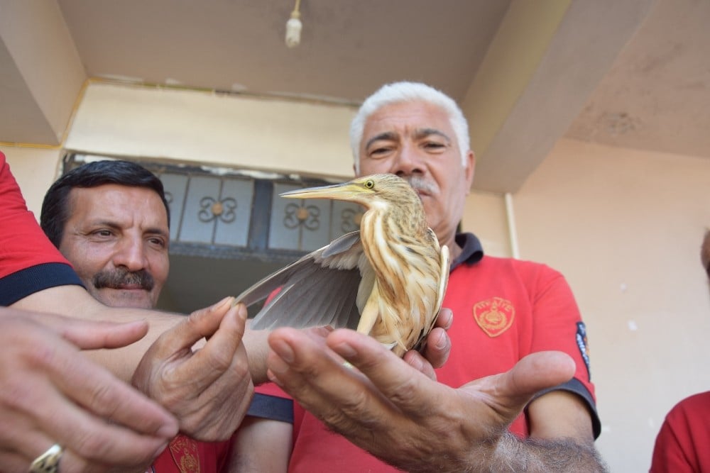 Viranşehir’de ’balık kuşu’ itfaiyeye emanet 