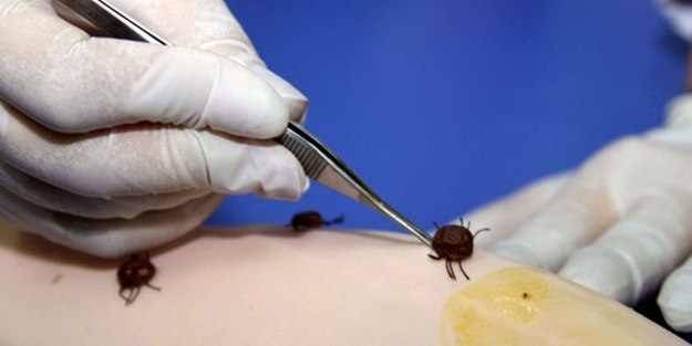 Virüs önlemlerine keneleri de ekleyin