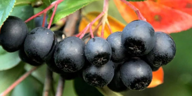 Virüs ve bakterilere karşı doğal ilaç aronyanın faydaları