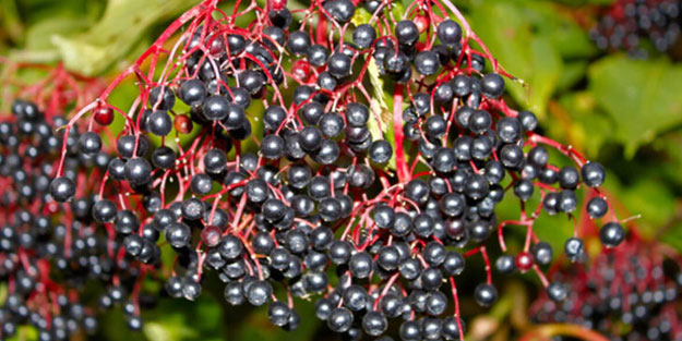 Virüs ve bakterileri söküp atıyor! Kara mürverin inanılmaz faydaları...