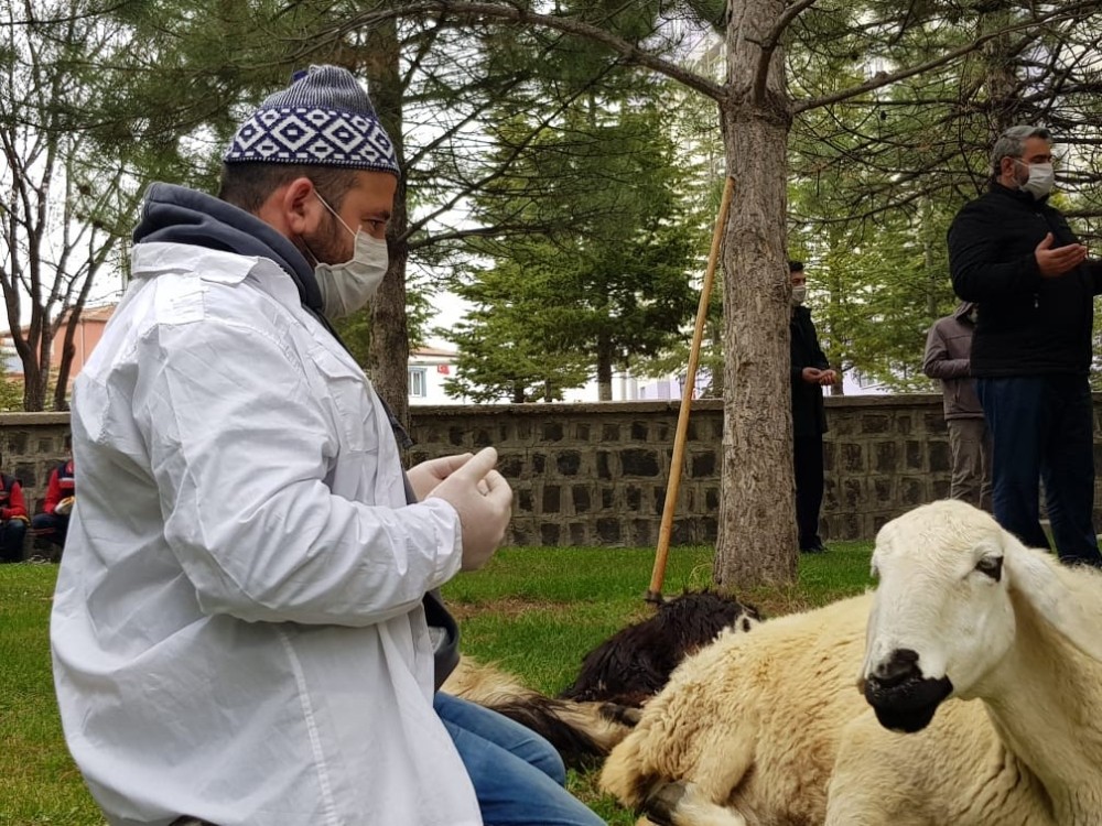 Virüsün defi için kurbanlar kesildi 
