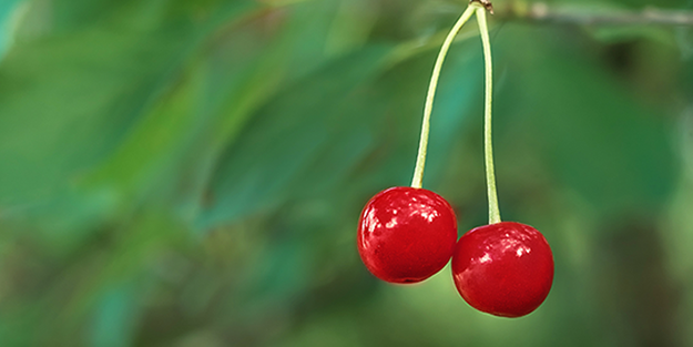 Vişne ekşiyken kiraz bakın neden tatlıymış! Duyunca şaşıracaksınız