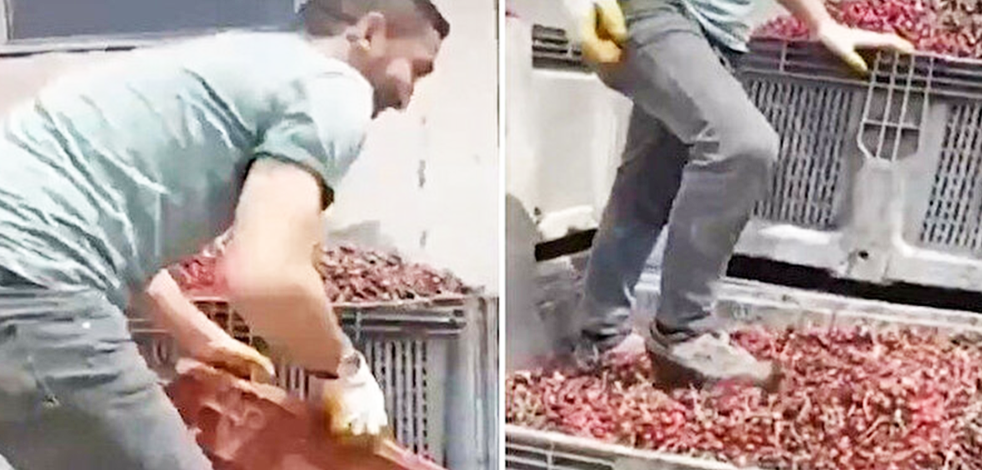 Vişneleri böyle ezdi! Mide bulandırıcı skandal görüntüler ortaya çıktı
