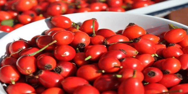 Vitamin deposu kuşburnunun faydaları saymakla bitmiyor