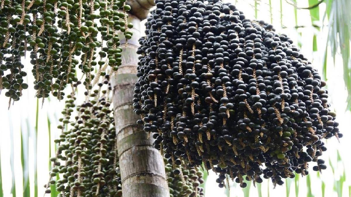 Vitamin ilaçlarını çöpe attırır! Bu meyve, tam bir vitamin bombası! Günde bir avuç yiyen top atsan yıkılmıyor! Faydası saymakla bitmez