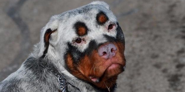 Vitiligo hastalığına sahip sevimli hayvanlar