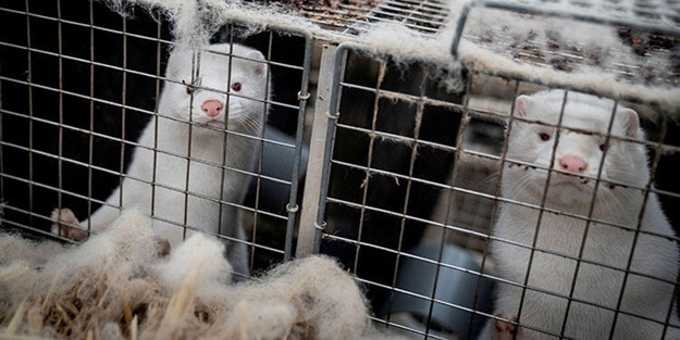 Danimarka'daki vizon itlafı krizinde yeni gelişme! Kritik isim istifa etti