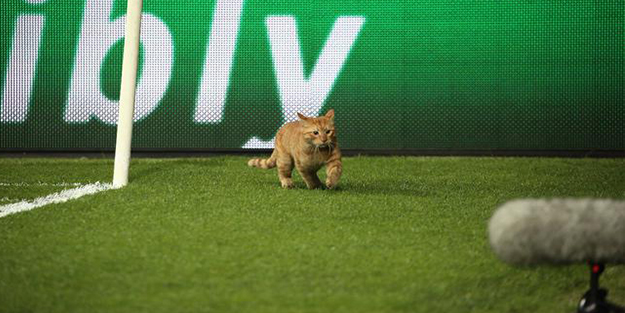 Vodafone Park'ın sevimli misafiri