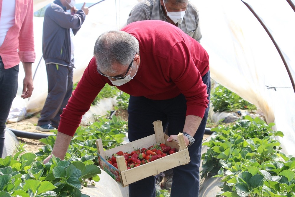 Volkanik arazide üretilen çilek marka olma yolunda 
